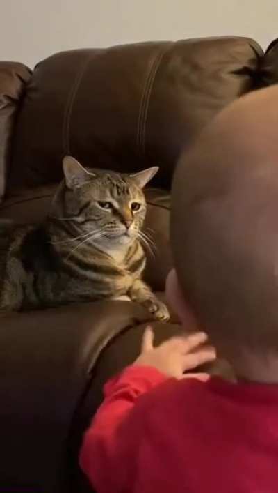 Cat isn&rsquo;t thrilled with the new addition