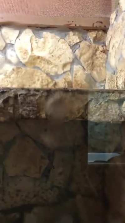 Wordington snake