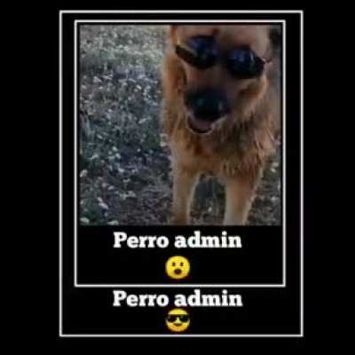 Perro admin 🥵