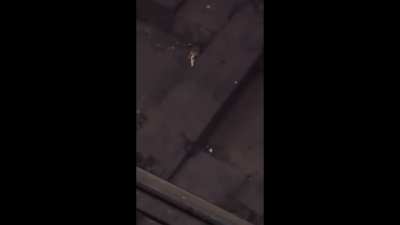 Dos ratas peleando por un churro con música de fondo de Linkin Park HD 60fps