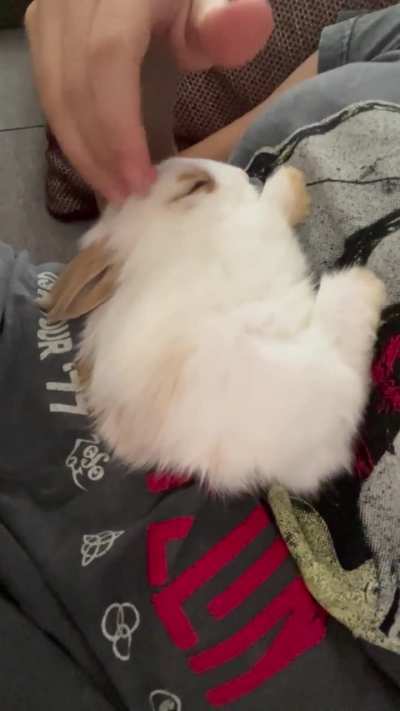 New baby bun in need of a name