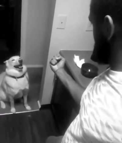 How dare u doggo!