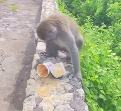 Macaco rouba copo de caf&eacute;, derrama, queima a propria bola e fica bravo