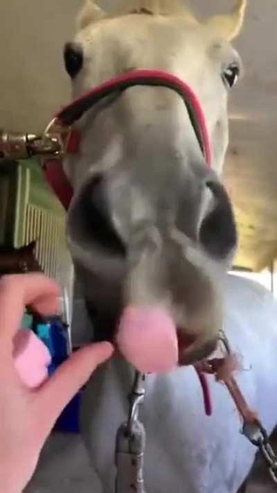 Poor horse said "I dont want It anymore"