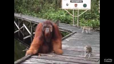 Don&rsquo;t steal another monkeys banana