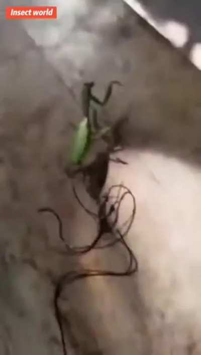 What&rsquo;s living inside praying mantis??
