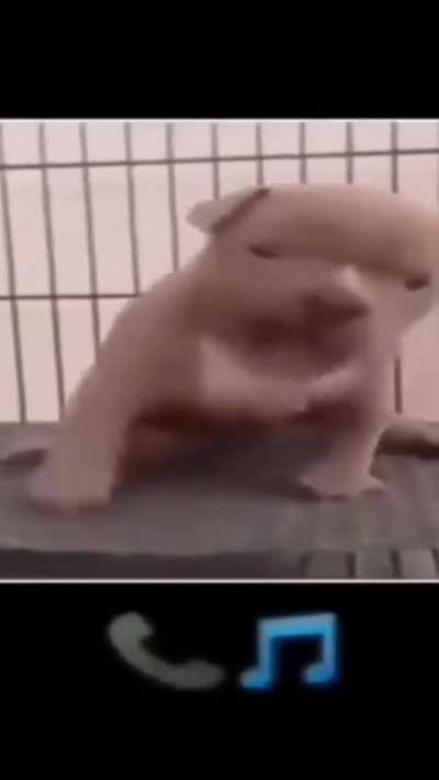 🐶🐶