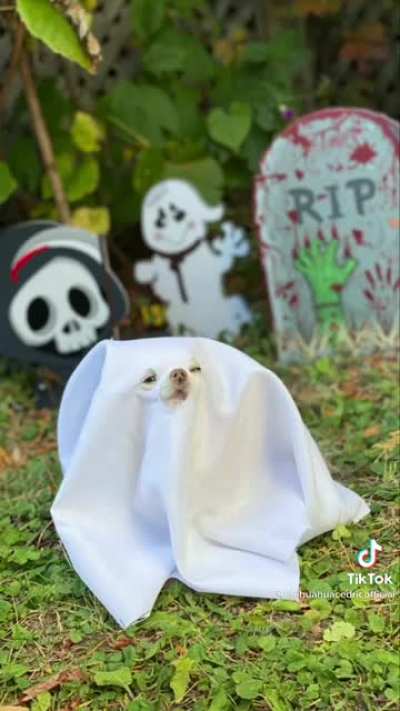 Spooky ghost or napkin cosplay?