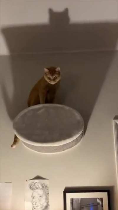 batman or catman