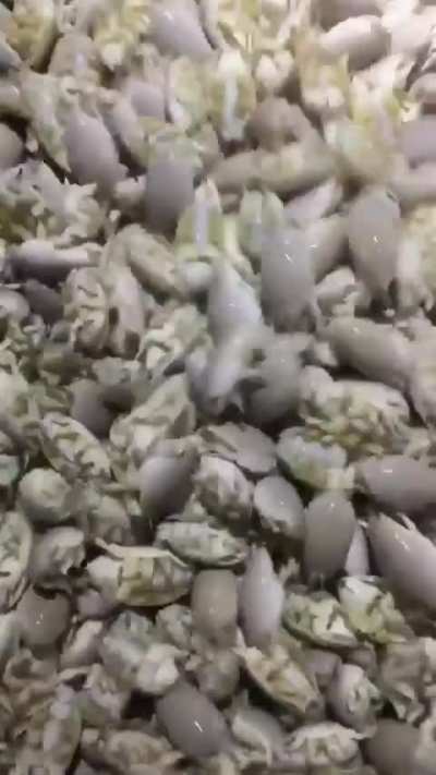 Sand fleas
