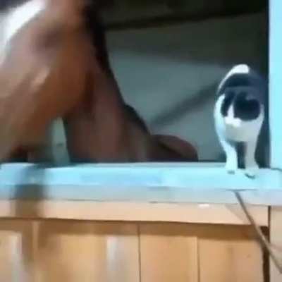 Amizade dos animais &eacute; linda