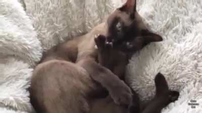 "You HEARING this shit?" - Cat&rsquo;s reaction to Tornado Warning System