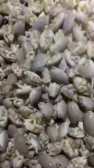 Thanks, I hate sand fleas