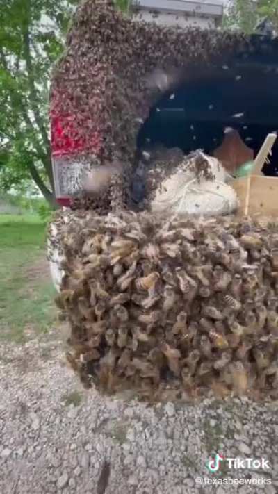 Bees decide to make a beekeeper&rsquo;s truck their home. The beekeeper figures out a way to get them back into their hive.