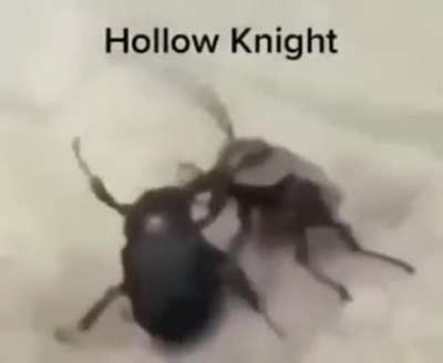 HollowKnightMemes - Video #3094
