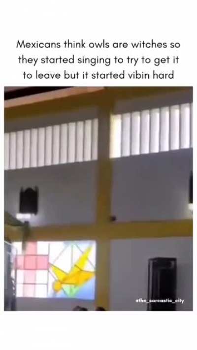 Blursed owl🦉