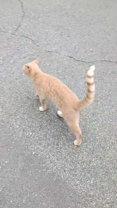 Every day, in rain, snow, sun, my kitty Dash follows me when I walk the dog. Makes me smile to see him padding among with us.
