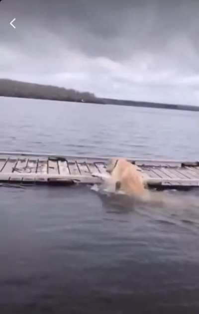 He Was Just Checking The Surface Tension