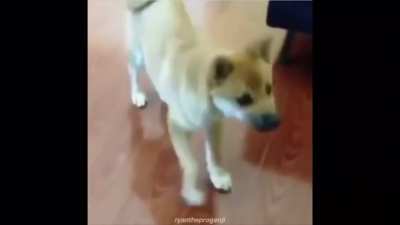 Dancing doggies!