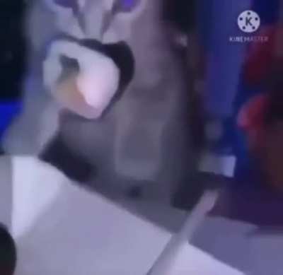 blursed_cat