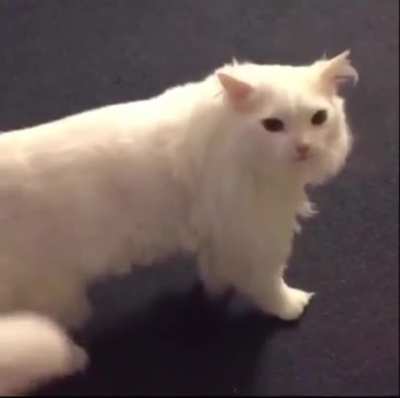 I would die for Thurston