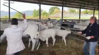 of keşke şeriat&ccedil;ılara da b&ouml;yle vursa 😋
