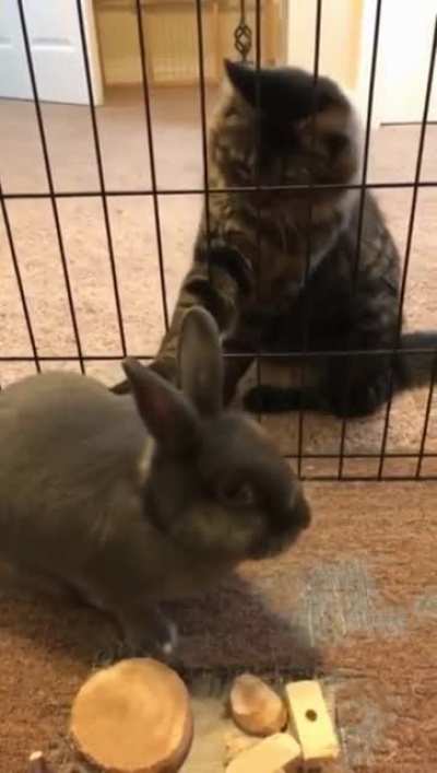 Rabbit *TapTapTap*