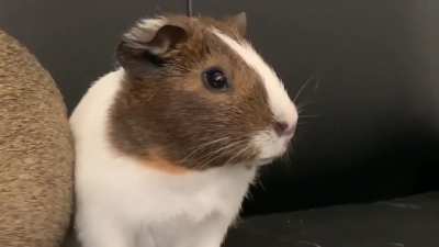 dramatic guinea pig