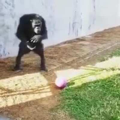 👓🦍