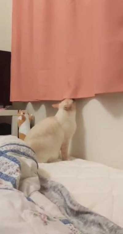 (Not OP) we recently installed Curtains... He&rsquo;s getting used to it
