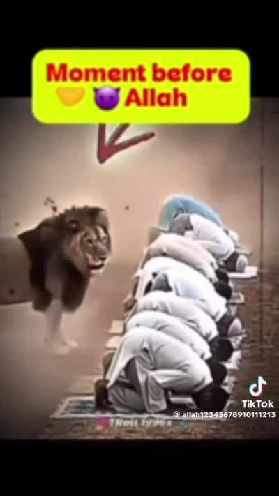 تين تهبل إيه Halal lion recognize Allah’s power ني اديت 🙏❤️