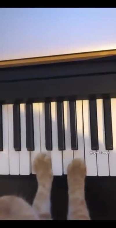 kedi ferodan daha yetenekli
