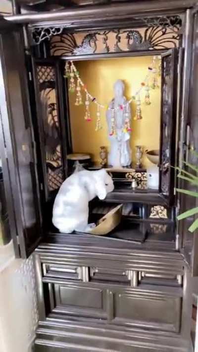 Well this is an interesting offering for Buddha 🤦‍♀️