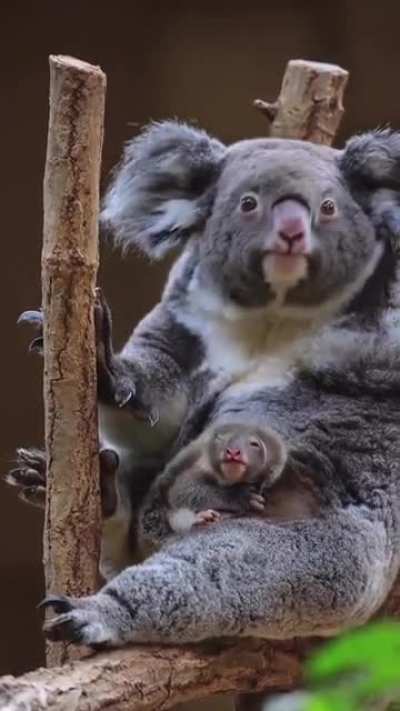 Koala joeys usually stay in the mother's pouch for about six months. After this, they will ride on their mother's back and remain there until they are almost one&ndash;year old, at which point they can live more independently.