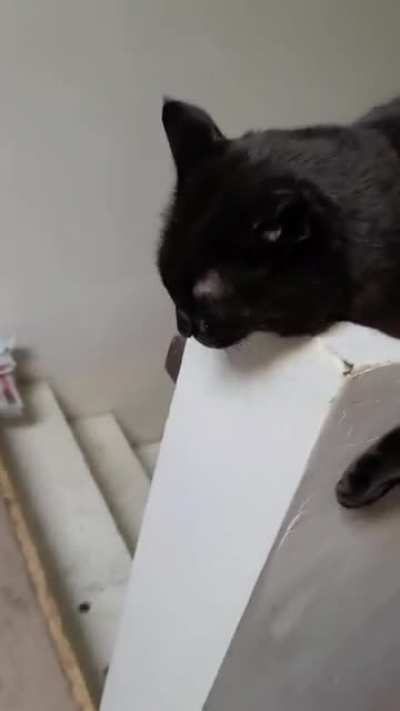Luna prefers a more "vigorous" variety of pat &amp;amp; scratch, and yells her approval.