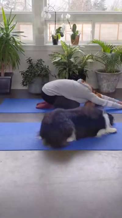 To do yoga (continuously and adorably)