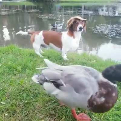 What the Duck???