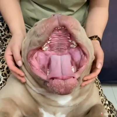 What a Giant doggo...