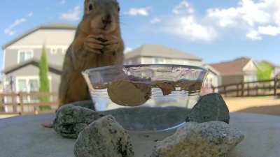 Squirrel Devours Walnut, Part 1 (sound on)
