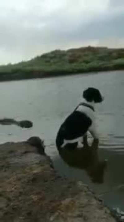 to eat the dog
