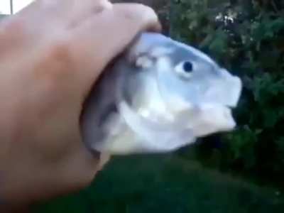 killer fish