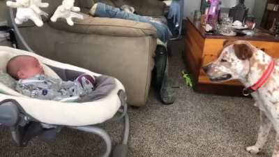"Throw it little hooman!!"