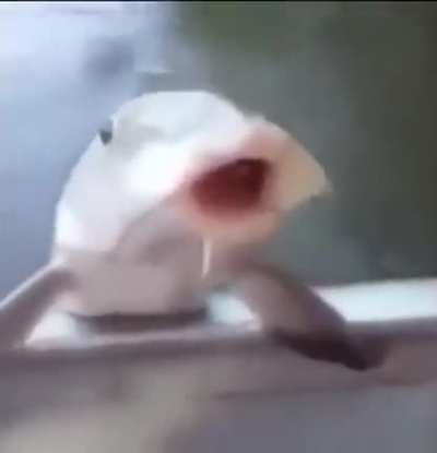 XD