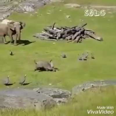 El elefante melo :(