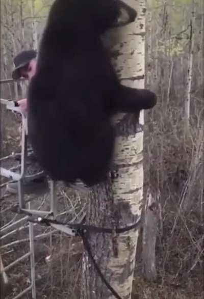 Bear climbing a tree &amp;lt;3