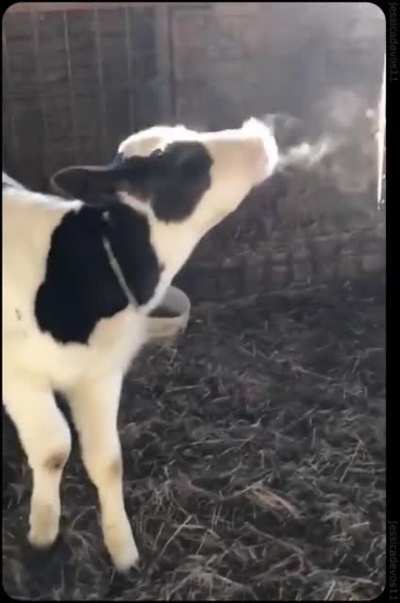 Cow experimenting with condensation