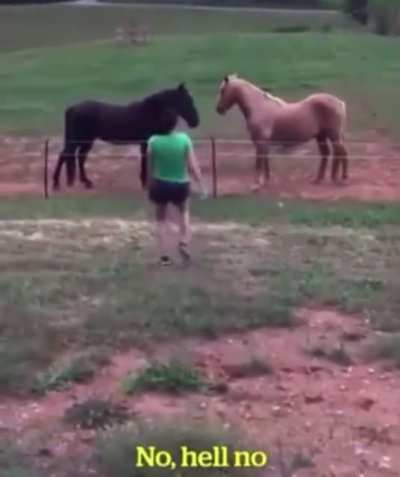 &ldquo;Should we tell her the fence is electric?&rdquo; &ldquo;No. Hell no.&rdquo;