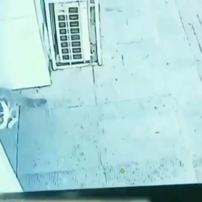 impactante video donde un gato cae del cielo y noquea a un se&ntilde;or, a continuaci&oacute;n este mismo gato pelea contra un perro con zapatos😱