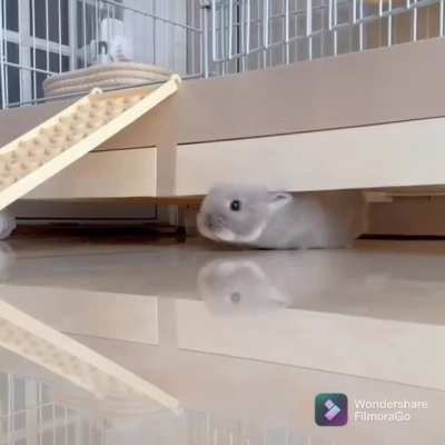 Short ears bunny