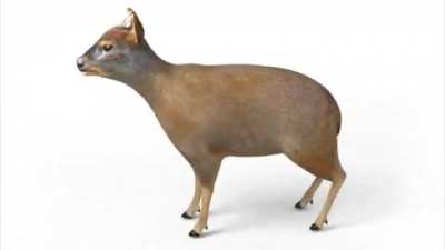 Chilean Pud&ugrave; 360